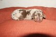 Chiots Teckels nains