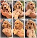 Magnifiques chiots cocker anglais disponible de...