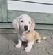 Teckel nain Piebald cream
