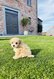 Superbe portée de Maltipoo