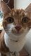 Chat roux à donner