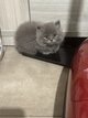 Chatons british shorthair  disponibles de suite