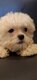 Lhassa apso nain