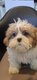 Bichon havanais