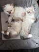Petites boules d amour