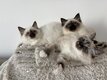 Adorables petits birmans