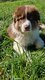 Chiots Berger australien