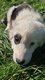 Chiots Berger australien