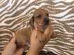 Chiots teckels poils ras nains ( papa kaninchen)