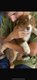 Chiot Berger australien