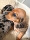 Petit male et une petite femelle disponible