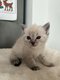 Les petits de Chanel
