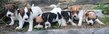 Chiots Jack Russell