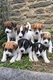 Chiots Jack Russell