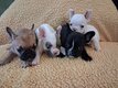 Bouledogues français chiots M et F