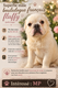 Bouledogue français mâle fluffy (sourd).