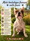 Bouledogue français mâle sourd.