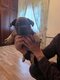 Un magnifiques chiot bouledogues français...
