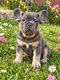 Un magnifiques chiot bouledogues français...