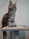 Chaton Maine coon à Vendre
