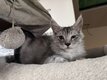 Maine Coon
