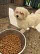 Bichon