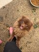 Spitz nains