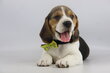Adorables chiots Beagle belges   élevés en...
