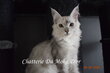 Jeune Bébés Maine coon