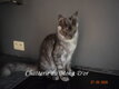 Jeune Bébés Maine coon