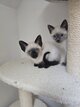 Magnifiques chatons siamois