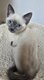 Magnifiques chatons siamois