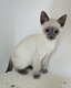 Magnifiques chatons siamois
