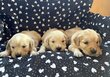 Chiot golden