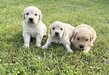 Chiot golden