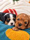 Adorable cavalier king charles