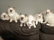 4 chatons disponibles