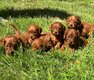 Magnifiques Cavapoo