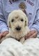 Magnifiques Labradoodle ❤️