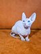 Chaton Donskoys