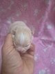 Chiots spitz