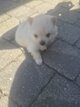 Chiots spitz