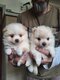 Chiots spitz