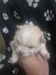 Chiots spitz