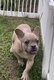 Bouledogue français chiots