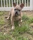 Bouledogue français chiots