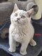 Chatons british Shorthair