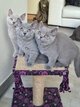 Chatons british Shorthair