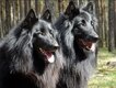 Chiots groenendael