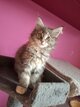 Les magnifiques chatons Maine Coon à réserver